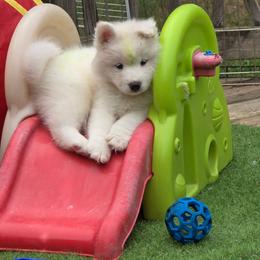 Lime boy - White and biscuit male Samoyed puppy in Elwell, Michigan from Limelight Samoyeds