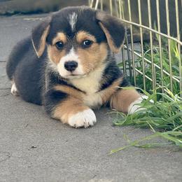 Pablo - Black and tan male Pembroke Welsh Corgi puppy in Edwall, Washington from Lindsey's Pembroke Welsh Corgis