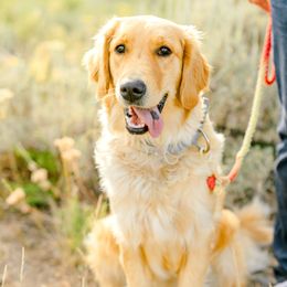 Maggie - Golden Retriever