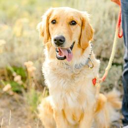 Maggie - Golden Retriever
