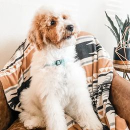 Phoebe - Goldendoodle