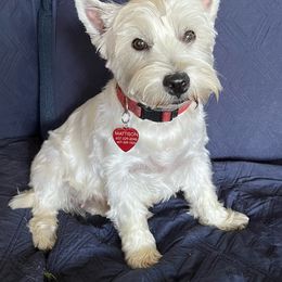 Sophie - West Highland White Terrier