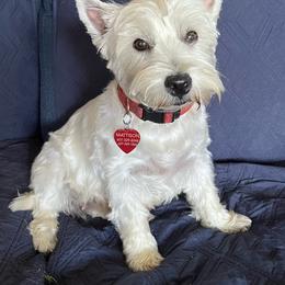 Sophie - West Highland White Terrier