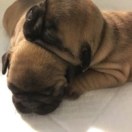 French Bulldog Puppies from Du Bone Frenchies & Pet Services