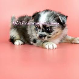 Phineas - Merle male Chihuahua puppy in Anderson, South Carolina from Lil Treasures Chihuahuas