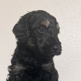 Schnoodle Puppies from Gooch Canines (Giant Schnoodles)
