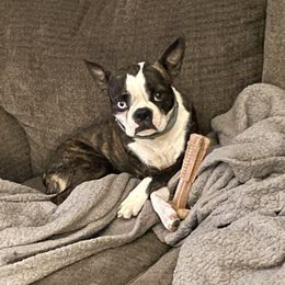 Maddie - Boston Terrier