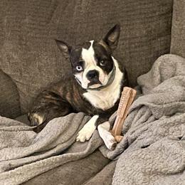 Maddie - Boston Terrier