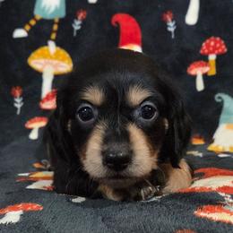 Bud 2k plus fee CKC - Black and tan male Dachshund puppy in Cowen, West Virginia from Bennett Babies