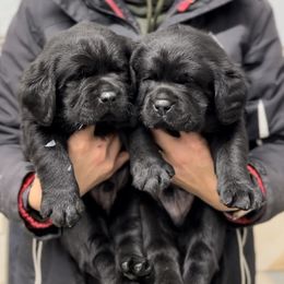 Labrador Retrievers from OKE Labradors