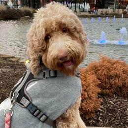 Zoe - Goldendoodle