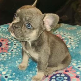 Claira - Blue female French Bulldog puppy in Graham, Washington from Kristy's French Bulldogs & Mini Schnauzers