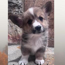 Cedar - Sable male Pembroke Welsh Corgi puppy in Elberta, Utah from 3F Farms- Pembroke Welsh Corgis and Irish Wolfhounds