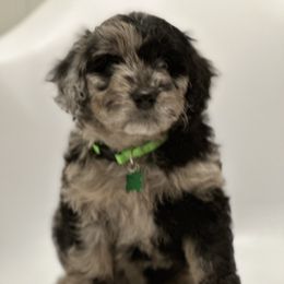 Aussiedoodle and Labradoodle Puppies from McDoodles of Texas