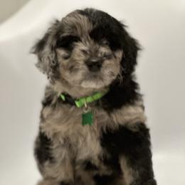 Aussiedoodle and Labradoodle Puppies from McDoodles of Texas
