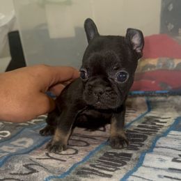 Iris west - Black female French Bulldog puppy in San Diego, California from Forbes List Frenchies