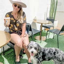 Aussiedoodle Puppies from Crystal Ridge Doodles