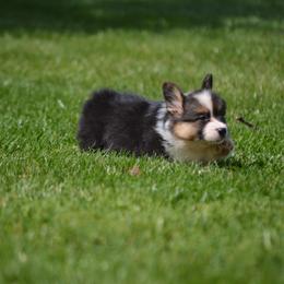 Pembroke Welsh Corgi Puppies from C&G Corgis