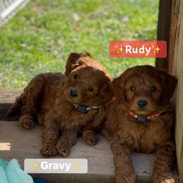 Goldendoodle Puppies from Coal Country Doodles