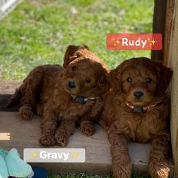Goldendoodle Puppies from Coal Country Doodles