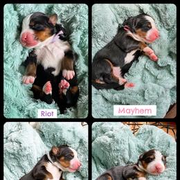 2nd pick - female - Black rust and white female Bernese Mountain Dog puppy in Fitzgerald, Georgia from Southern Charm Bernese