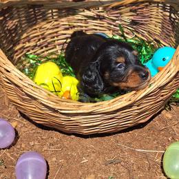 Slater - Black and tan male Dachshund puppy in Liberty, North Carolina from Heavenly Doxies