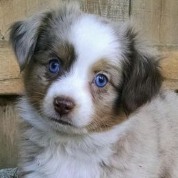 Miniature Australian Shepherds and Toy Australian Shepherds from Lorislilsussies