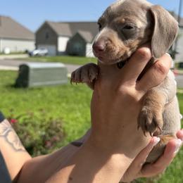 Dachshund Puppies from Little Long Weens