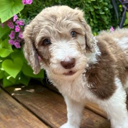 Biscuit - Sheepadoodle puppy from Urban Farmhouse Sheepadoodles