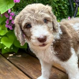 Biscuit - Sheepadoodle puppy from Urban Farmhouse Sheepadoodles