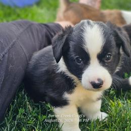 Jade - Brindle and white female American Corgi puppy in Boise, Idaho from Porter Creek Corgis