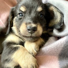 Dachshund Puppies from Jantera Mini Longhair Dachshunds