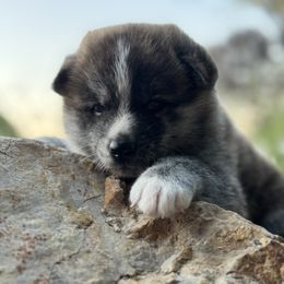 Japanese Akitainu Puppies from Havoc Akitas