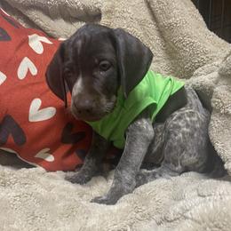 Pup 7 green reserved - Liver roan female German Shorthaired Pointer puppy in Hardeman County, Tennessee from Howell Farm GSP