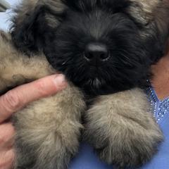 Bouvier des Flandres Puppies from Seasons of Joy Farm and Ranch