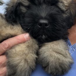 Bouvier des Flandres Puppies from Seasons of Joy Farm and Ranch