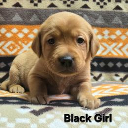 Girl 2 - Yellow female Labrador Retriever puppy in Potosi, Wisconsin from Point and Flush Gun Dogs