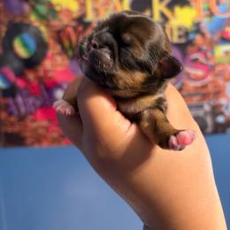 Ckc Simon - Red and tan male Shih Tzu puppy in Roseville, Michigan from Diamond Paws LLC