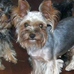 Barbie - Yorkshire Terrier