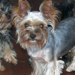 Barbie - Yorkshire Terrier