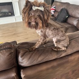 Molly - Yorkshire Terrier
