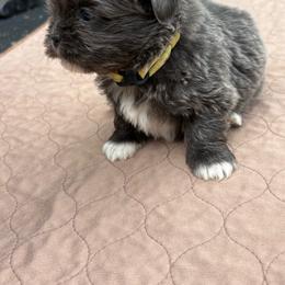 Yellow collar - Blue female Shih Tzu puppy in Eunice, Louisiana from 4J's Cajun Kennels