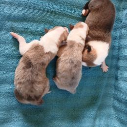 Boy 5 - male Collie puppy in St Stephens, Wyoming from Desert Kennels