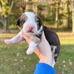 Bourbon - Chocolate merle male Bernedoodle puppy in Midland, Michigan from Northern Charm Farm