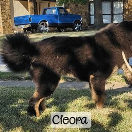 Cleora - Black and tan Tibetan Mastiff puppy in Tulsa, Oklahoma from Hi Stand Boxers, Frenchies, & Tibetan Mastiffs