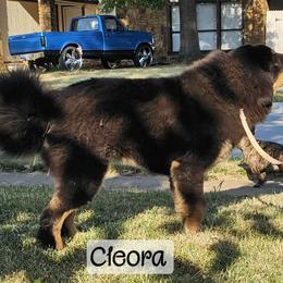 Cleora - Black and tan Tibetan Mastiff puppy in Tulsa, Oklahoma from Hi Stand Boxers, Frenchies, & Tibetan Mastiffs
