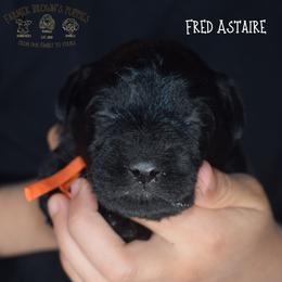Fred Astaire - Black male Miniature Schnauzer puppy in Sedalia, Missouri from Farmer Brown's Puppies
