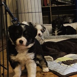 Miniature Australian Shepherd Puppies from Carter's Cuties