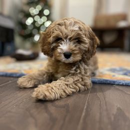 Cavalier King Charles Spaniel and Cavapoo Puppies from Cumberland Cavaliers