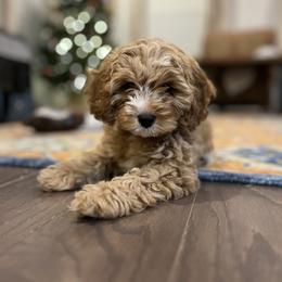 Cavalier King Charles Spaniel and Cavapoo Puppies from Cumberland Cavaliers